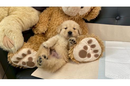 販売中の兵庫県のゴールデンレトリーバー-387745の3枚目